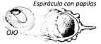 torpedo torpedo_claves_02.jpg